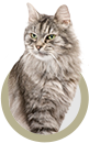 Katzen